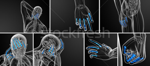 3D Rendering Illustration menschlichen Hand Stock foto © maya2008