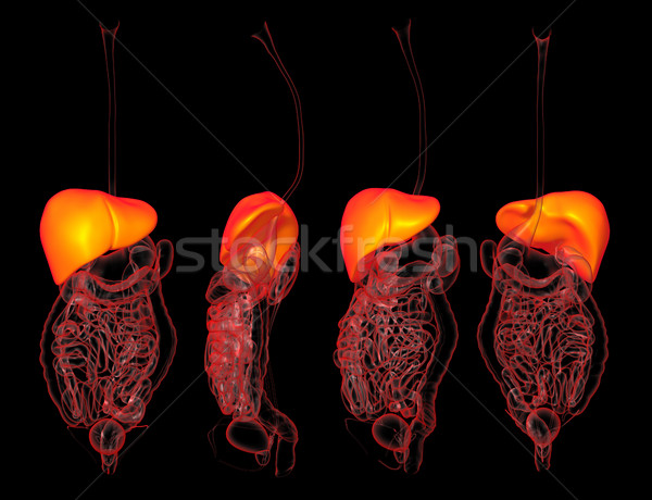 3D rendering human of the liver Stock photo © maya2008