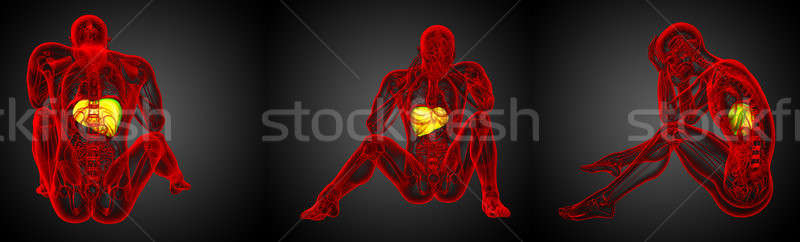 3D medical ilustrare ficat Imagine de stoc © maya2008