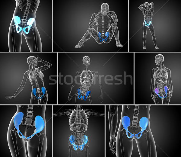 Stock photo: 3d rendering medical illustration of the pelvis bone 