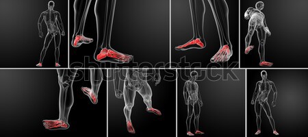 Stock photo: 3D rendering of the human Skeletal  Feet