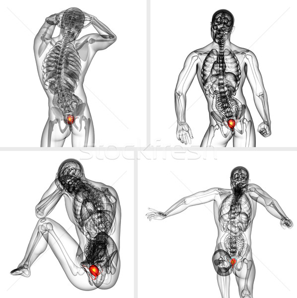 3d rendering  medical illustration of the bladder  Stock photo © maya2008