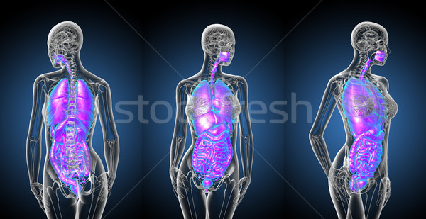 3D медицинской иллюстрация человека пищеварительная система Сток-фото © maya2008
