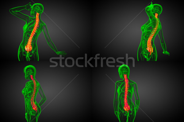 3d rendering medical illustration of the human spine  Stock photo © maya2008
