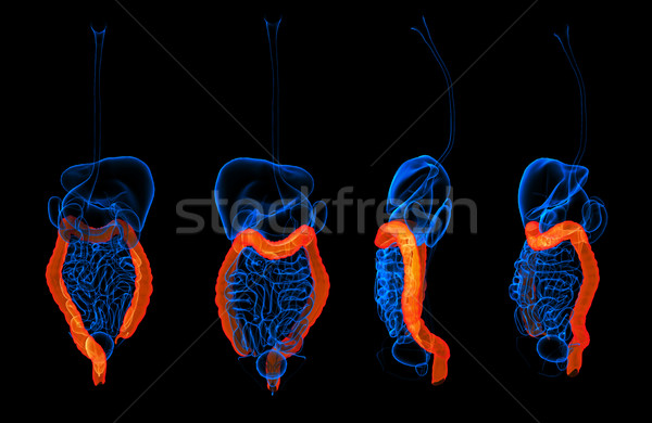 3d rendering human digestive system large intestine red colored  Stock photo © maya2008
