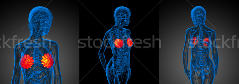 3D medische illustratie menselijke borst Stockfoto © maya2008