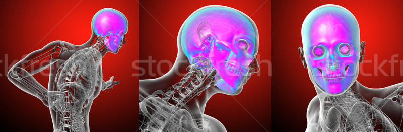 3D Rendering medizinischen Illustration menschlichen Schädel Stock foto © maya2008