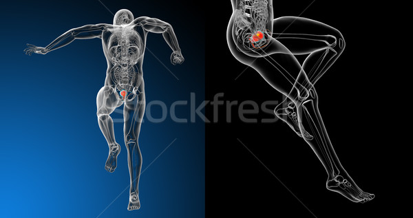 Foto d'archivio: 3D · medici · illustrazione · umani · vescica