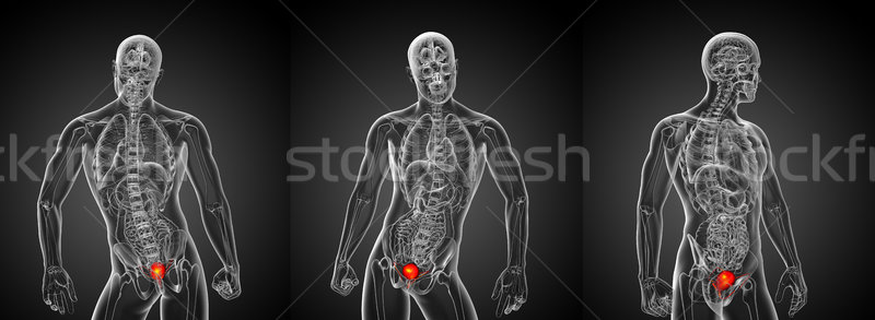 3D medical ilustrare vezica Imagine de stoc © maya2008