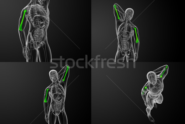 Foto d'archivio: 3D · medici · illustrazione · ossa