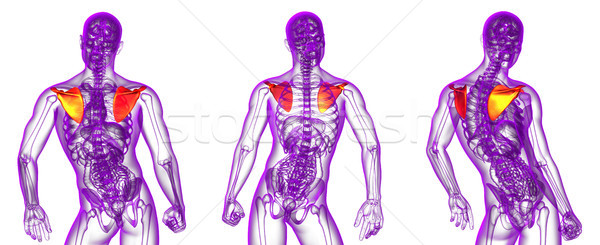 3d rendering medical illustration of the scapula bone Stock photo © maya2008