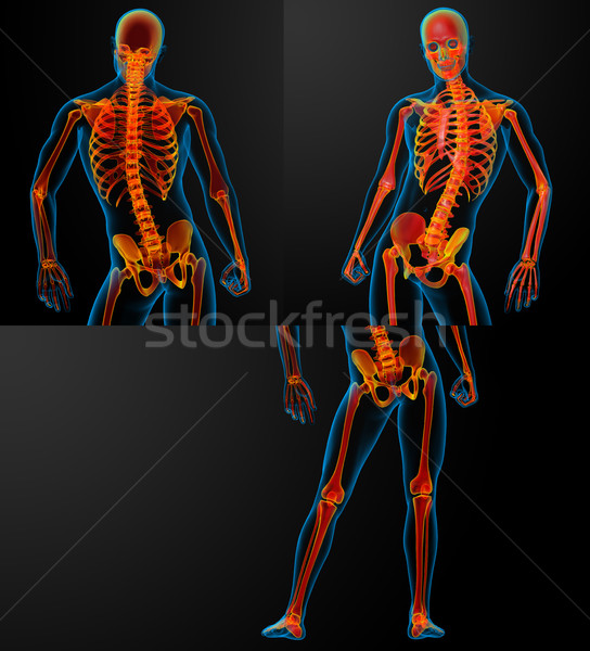 3D rendering of skeleton Stock photo © maya2008