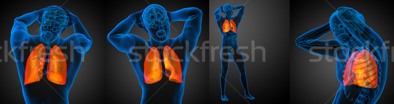 3D medische illustratie menselijke long Stockfoto © maya2008