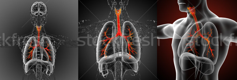 Stockfoto: 3D · medische · illustratie · mannelijke