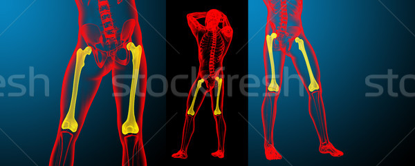 3d rendering medical illustration of the femur bone  Stock photo © maya2008