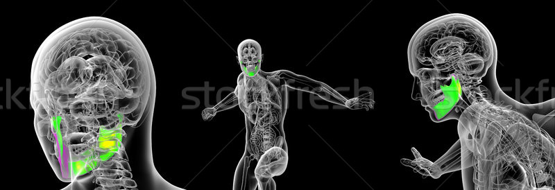 3D medical ilustrare uman falca Imagine de stoc © maya2008