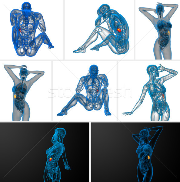 3d rendering medical illustration of the spleen Stock photo © maya2008