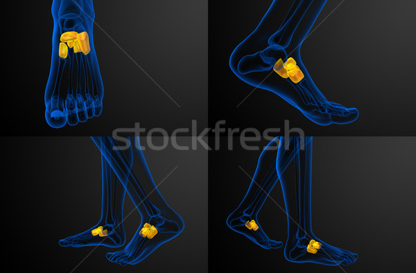 3d rendering medical illustration of the midfoot bone Stock photo © maya2008