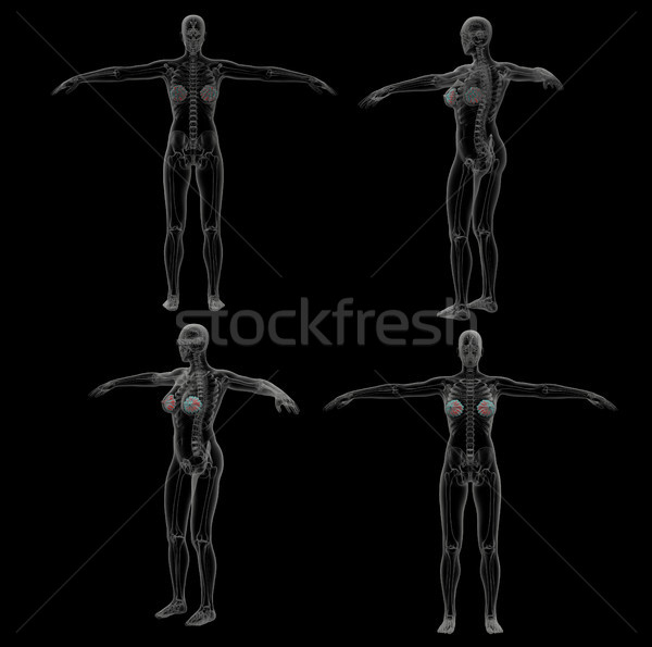 3D renderelt kép orvosi illusztráció emberi mirigy Stock fotó © maya2008
