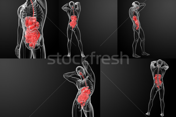 Stockfoto: 3D · menselijke · spijsverteringsorganen · gezondheid · geneeskunde