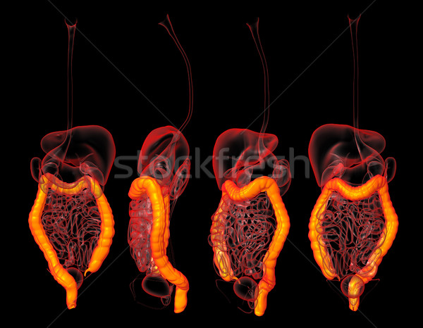 Stock photo: 3D rendering human digestive system large intestine