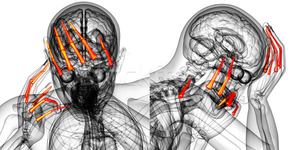 3D ilustrare uman mână Imagine de stoc © maya2008
