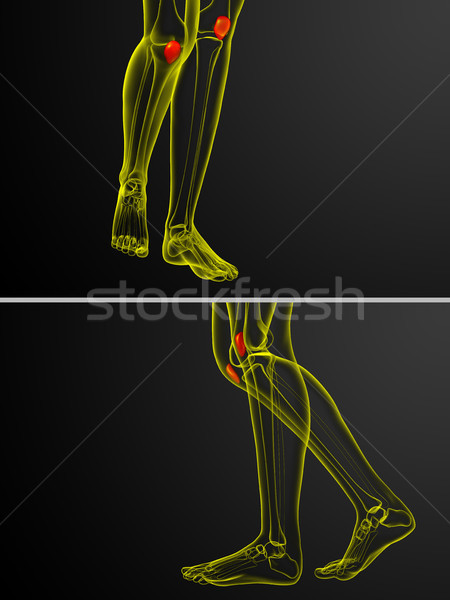 Stock photo: 3d rendering medical illustration of the patella bone