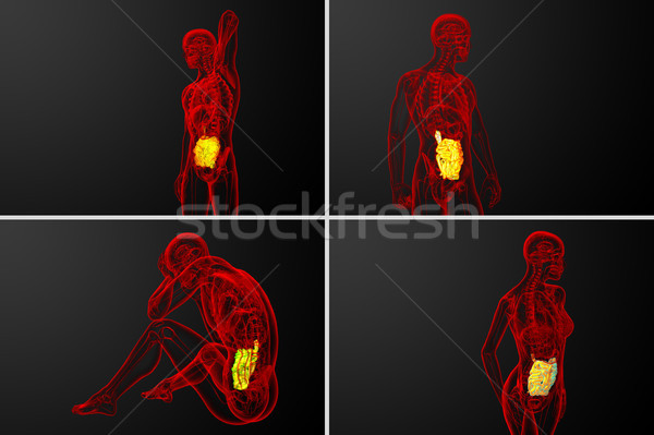 Stock photo: 3d rendering illustration of the small intestine