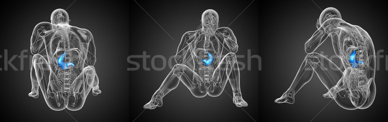 3d rendering medical illustration of the stomach  Stock photo © maya2008