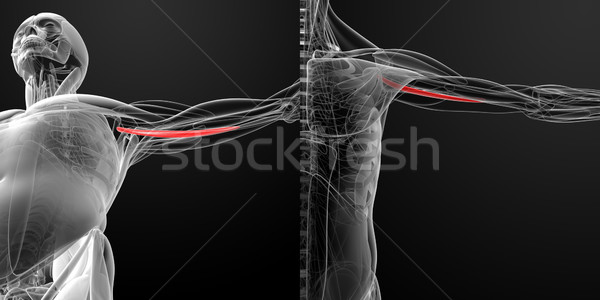 Stock photo: medical illustration of the coracobrachialis