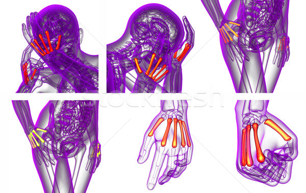 Imagine de stoc: 3D · medical · ilustrare · os