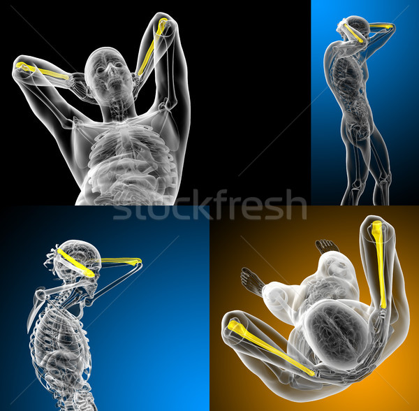3d rendering medical illustration of the ulna bone Stock photo © maya2008