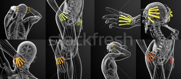 3d rendering medical illustration of the metacarpal bone  Stock photo © maya2008