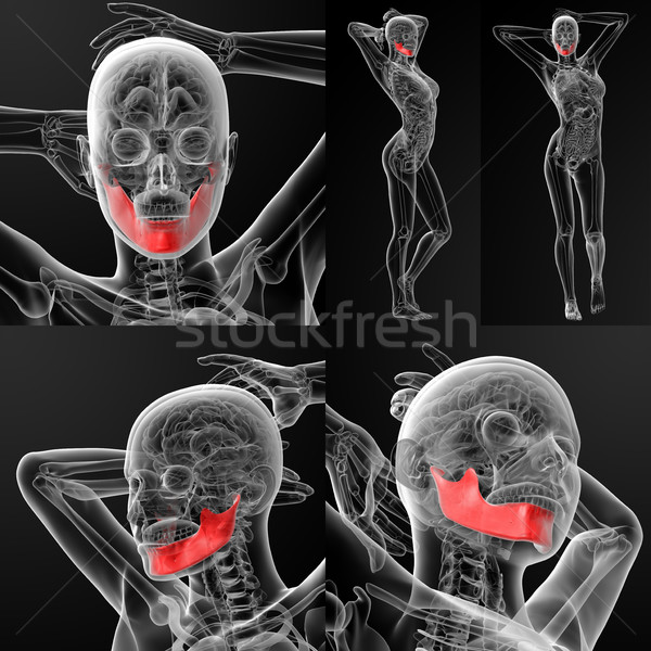 Foto stock: 3D · ilustração · mandíbula · osso · corpo
