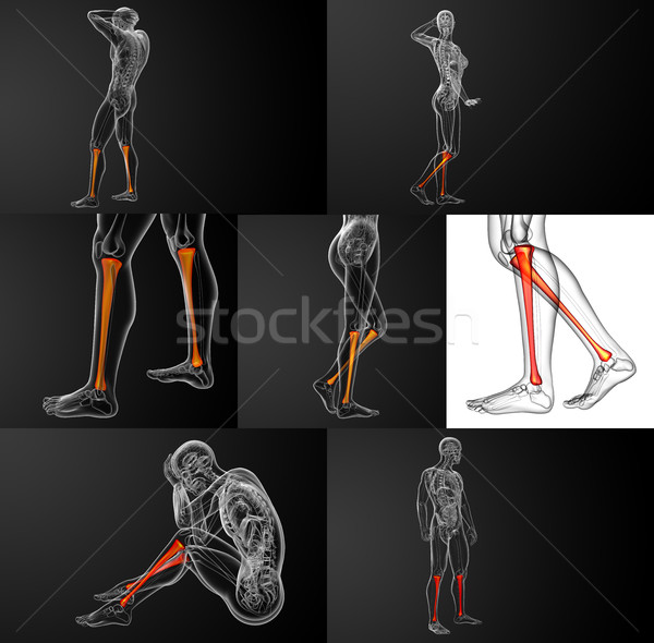 Stock foto: 3D · Rendering · medizinischen · Illustration · Knochen
