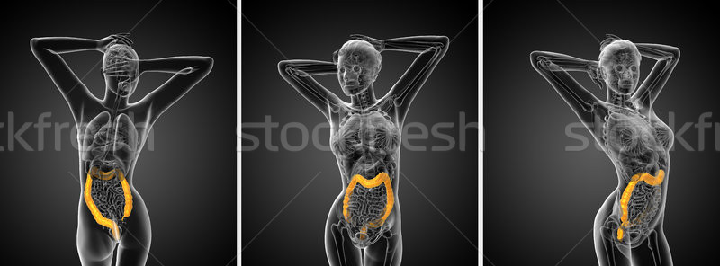 3d rendering human digestive system large intestine Stock photo © maya2008