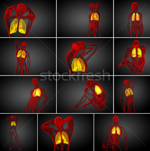 3D Rendering medizinischen Illustration menschlichen Lunge Stock foto © maya2008