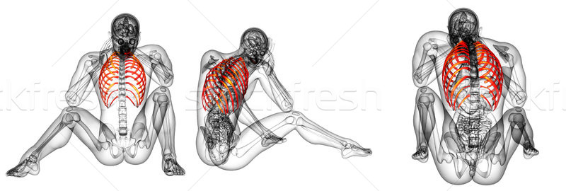 3d rendering medical illustration of the ribcage  Stock photo © maya2008