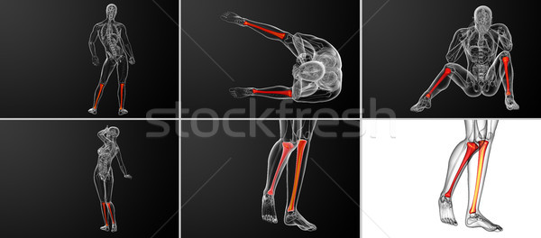 3d rendering medical illustration of the tibia bone Stock photo © maya2008