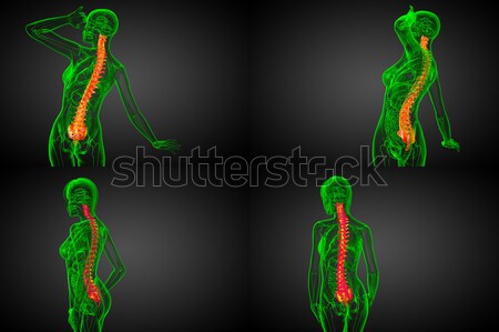 3d rendering medical illustration of the human digestive system  Stock photo © maya2008