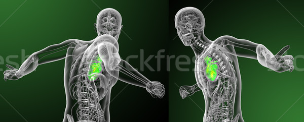 3d rendering medical illustration of the human heart Stock photo © maya2008