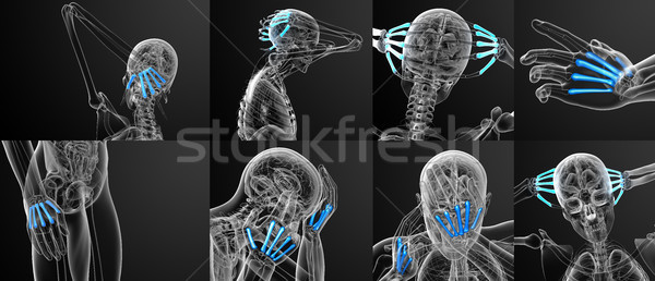 3D médico ilustração osso Foto stock © maya2008
