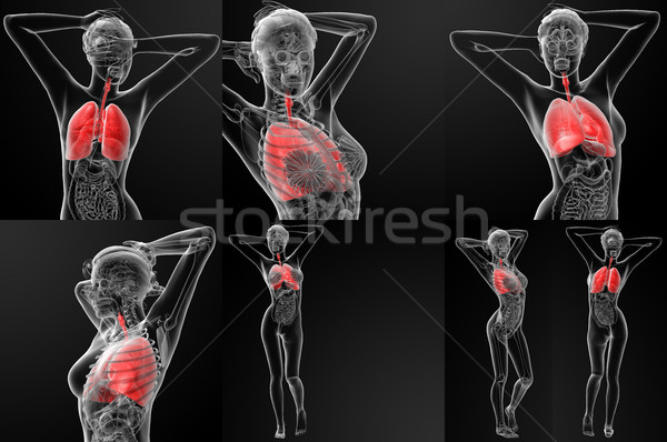 3D illustratie vrouwelijke ademhalings lichaam Stockfoto © maya2008