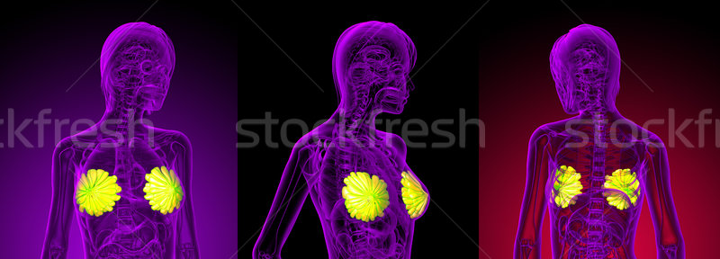 3D médico ilustração humanismo peito Foto stock © maya2008
