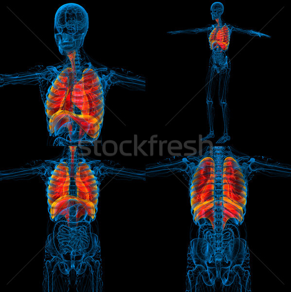 3D Rendering medizinischen Illustration menschlichen Atemwege Stock foto © maya2008