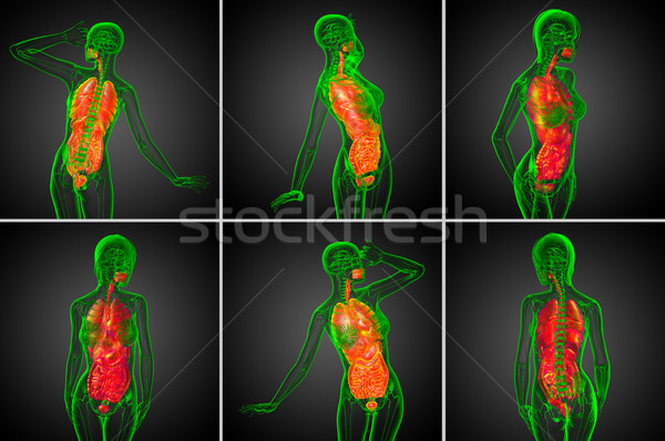 Сток-фото: 3D · медицинской · иллюстрация · человека · пищеварительная · система
