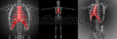 3d rendering medical illustration of the lymphatic system  Stock photo © maya2008