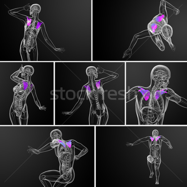 3d rendering medical illustration of the scapula bone  Stock photo © maya2008