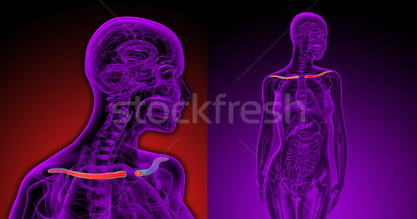 3d rendering medical illustration of the clavicle bone Stock photo © maya2008