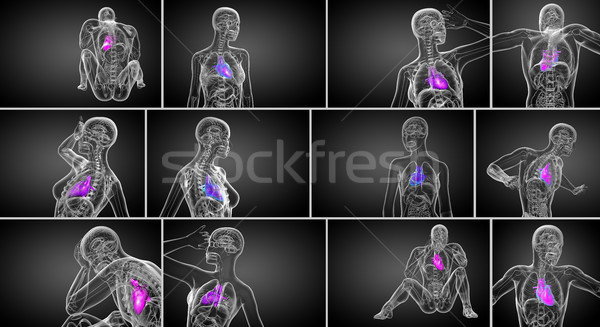 Foto d'archivio: 3D · medici · illustrazione · umani · cuore
